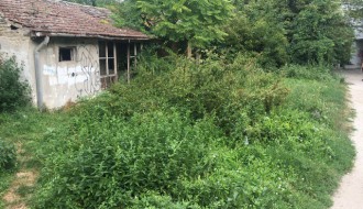 Ambrozija u centru grada (površina između Ulice Vuka Karadžića i "plavog" pasaža)