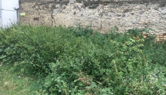 Ambrozija u centru grada (površina između Ulice Vuka Karadžića i "plavog" pasaža)