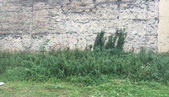 Ambrozija u centru grada (površina između Ulice Vuka Karadžića i "plavog" pasaža)