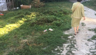 Ambrozija u centru grada (površina između Ulice Vuka Karadžića i "plavog" pasaža)