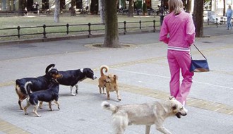 Kerovi u centru Grada Subotice