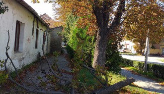 Тrulo drvo na uglu Senćanskog puta i Ulice Dragiše Mišovića