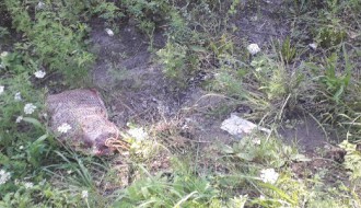 Smeće u kanalima, smrad se širi, nepodnošljivo je... (Srpski šor)