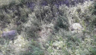 Smeće u kanalima, smrad se širi, nepodnošljivo je... (Srpski šor)