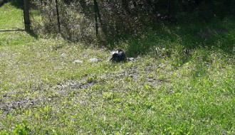 Smeće u kanalima, smrad se širi, nepodnošljivo je... (Srpski šor)