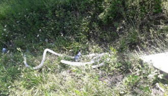 Smeće u kanalima, smrad se širi, nepodnošljivo je... (Srpski šor)