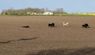 Ko rešava pitanje pasa lutalica po selima?