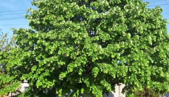 Strujne žice u krošnji (Drvarska ulica)