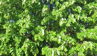 Strujne žice u krošnji (Drvarska ulica)