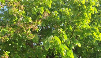 Strujne žice u krošnji (Drvarska ulica)