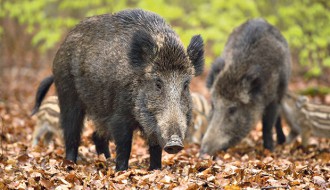 Divlje svinje iz Kelebijske šume sve češće dolaze u naseljene ulice