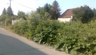 Ambrozija / (ne)rad komunalnih inspektora