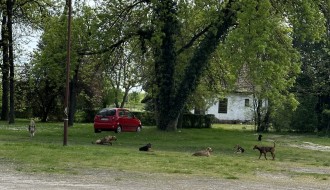 Lutalice u Vikend naselju na Paliću