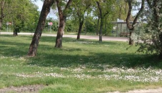 Lutalice u Vikend naselju na Paliću