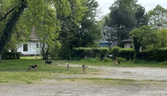 Lutalice u Vikend naselju na Paliću