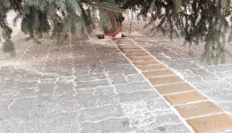 Novogodišnja jelka u centru