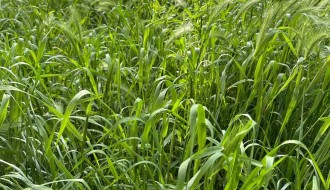 Nedovoljno učestalo održavanje zelene površine (Ulice Evgenija Kumičića i Sonje Marinković)