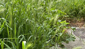 Nedovoljno učestalo održavanje zelene površine (Ulice Evgenija Kumičića i Sonje Marinković)