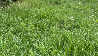 Nedovoljno učestalo održavanje zelene površine (Ulice Evgenija Kumičića i Sonje Marinković)