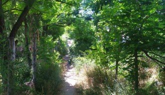 Nepokošena trava na Sivačkom putu