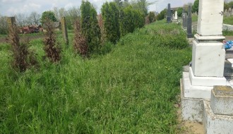 Trava guta groblje u Mišićevu