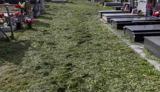 Trava guta groblje u Mišićevu