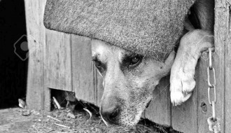 Pas cvili i laje dan i noć (Ulica Bore Stankovića)