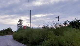 Ambrozija u ulici Marka Oreškovića na Paliću