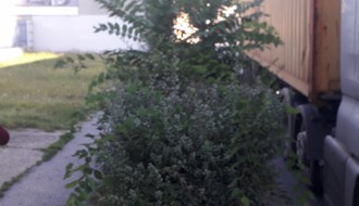 Rastinje na pešačkoj stazi na Beogradskom putu