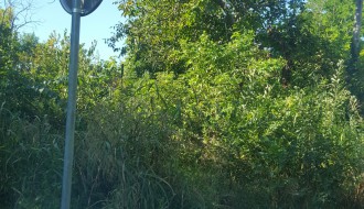 Verušićka ulica zarasla u šiblje i drugo rastinje, nepregledna i opasna za saobraćaj
