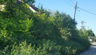 Verušićka ulica zarasla u šiblje i drugo rastinje, nepregledna i opasna za saobraćaj