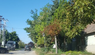 Verušićka ulica zarasla u šiblje i drugo rastinje, nepregledna i opasna za saobraćaj