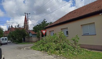 Strujne žice u krošnji (Zadarska i Skerlićeva ulica)