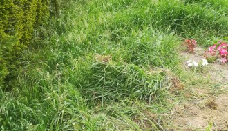 Košenje trave na Senćanskom groblju