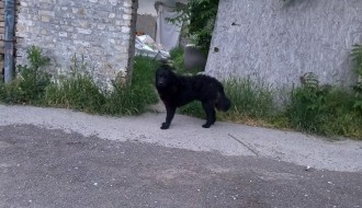 Agresivan pas u ulici Bore Stankovića