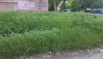 Visoka trava na Teslinom naselju