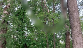 Odlomljena velika grana visi u krošnji drveta (Dudova šuma)