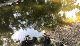 Dudova šuma zapuštena - ne rade česme, jezero prljavo