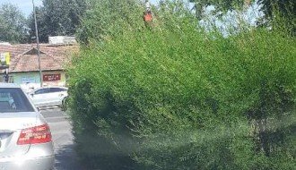 Zaklonjen semafor na raskrsnici ulica Đorđa Natoševića i Segedinskog puta