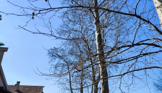 Potrebno orezivanje platana i gelegunja