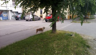 Krvoločni psi lutalice slobodno šetaju subotičkim ulicama