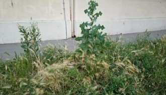 Korov ispred škole u Bajmoku