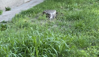 Gnezdo stršljenova u ulici Ištvana Kizura