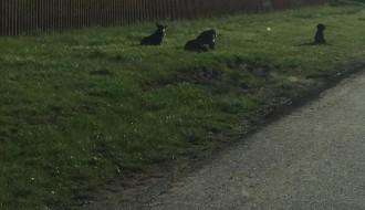 Topolska ulica u Čantaviru puna pasa lutalica