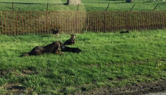 Topolska ulica u Čantaviru puna pasa lutalica
