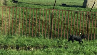 Topolska ulica u Čantaviru puna pasa lutalica