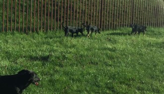 Topolska ulica u Čantaviru puna pasa lutalica