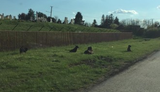 Topolska ulica u Čantaviru puna pasa lutalica