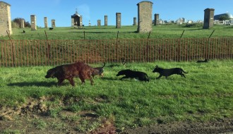 Topolska ulica u Čantaviru puna pasa lutalica