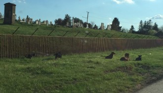 Topolska ulica u Čantaviru puna pasa lutalica